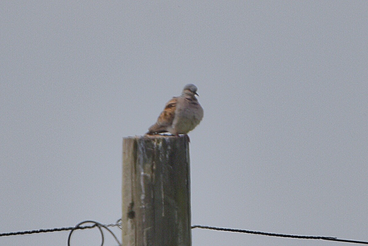 European Turtle-Dove - ML644654121