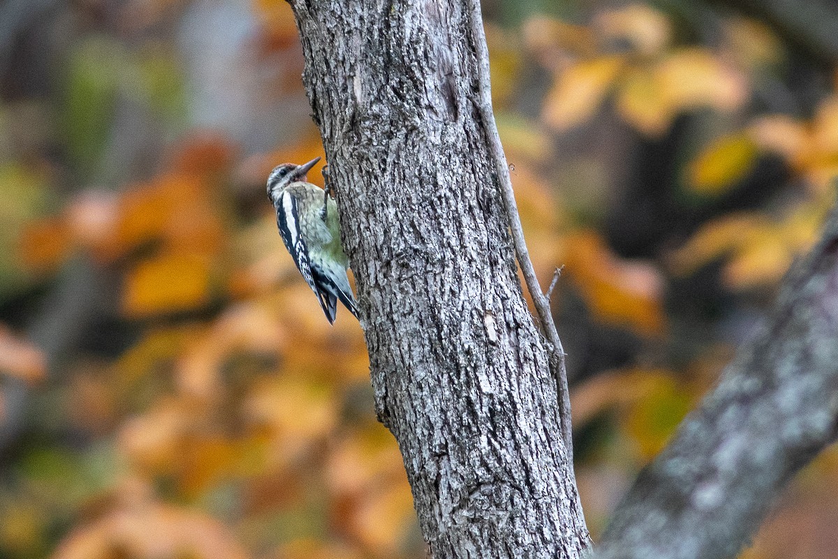Yellow-bellied Sapsucker - ML644654122