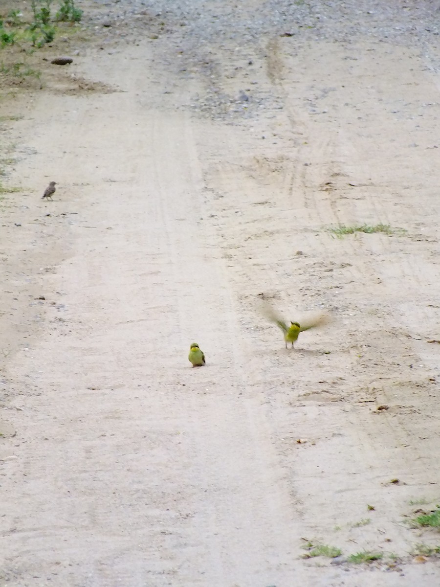 Asian Green Bee-eater - ML644654124