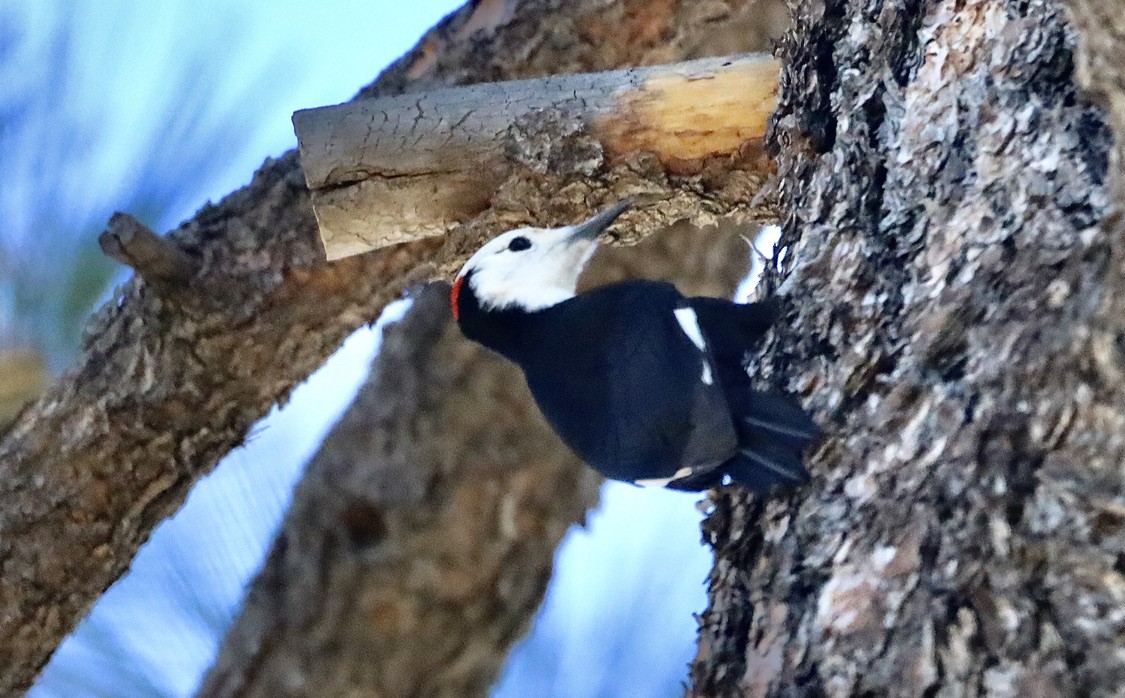 White-headed Woodpecker - ML644654125