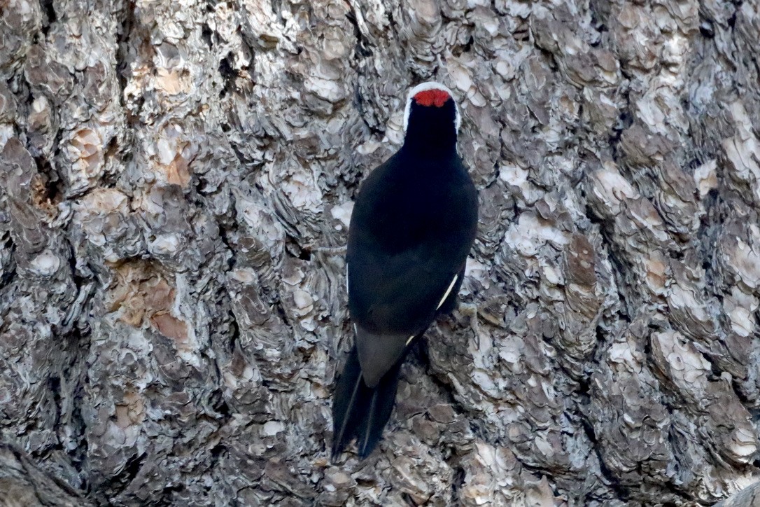 White-headed Woodpecker - ML644654126