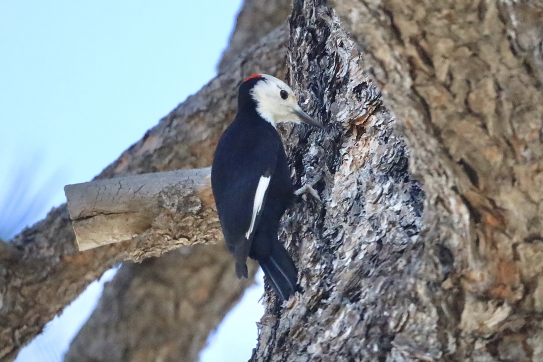 White-headed Woodpecker - ML644654127