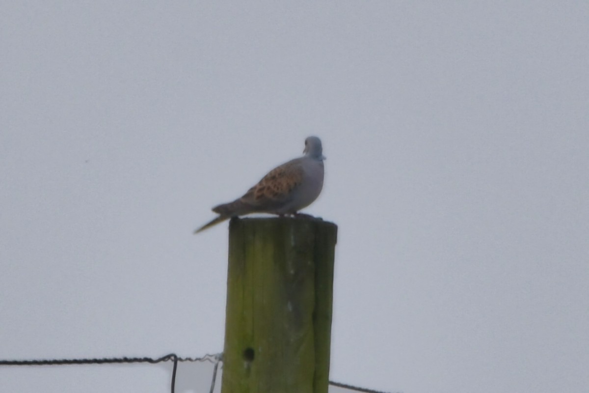 European Turtle-Dove - ML644654131