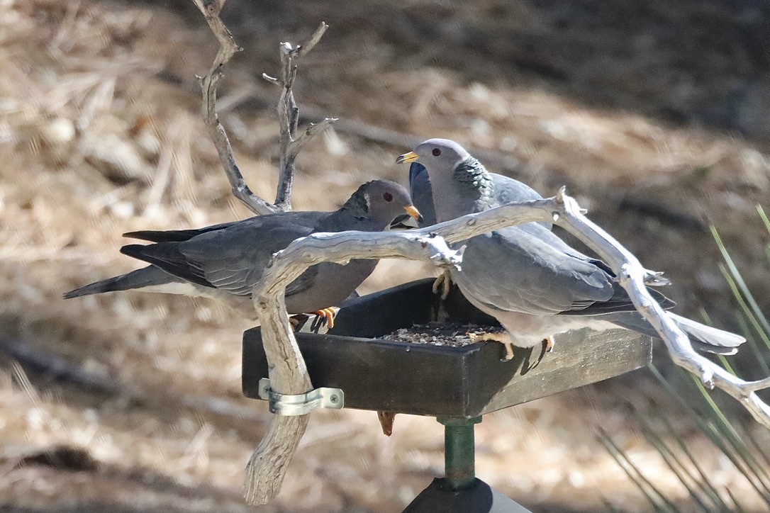 Band-tailed Pigeon - ML644654134