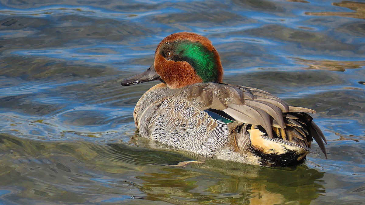 krikkand - ML644654139