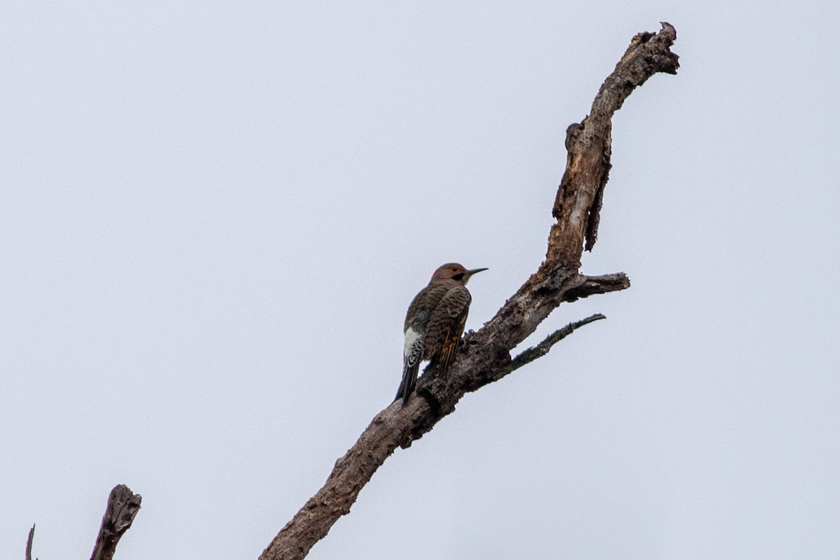 Northern Flicker - ML644654143