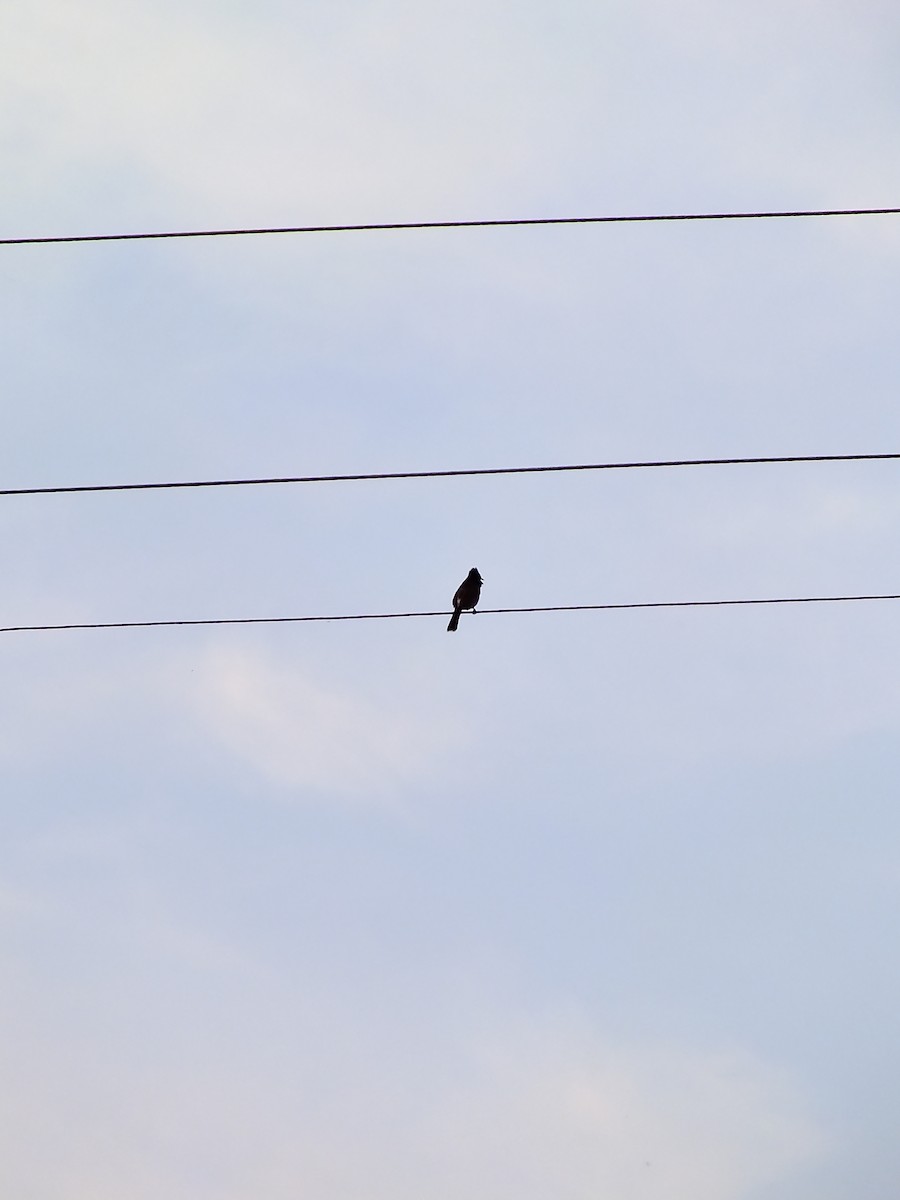 Red-vented Bulbul - ML644654144