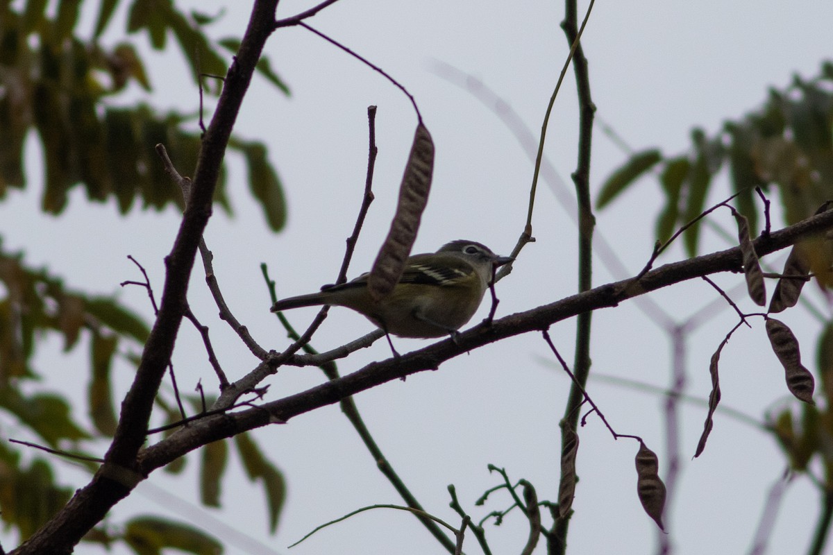 Blue-headed Vireo - ML644654148