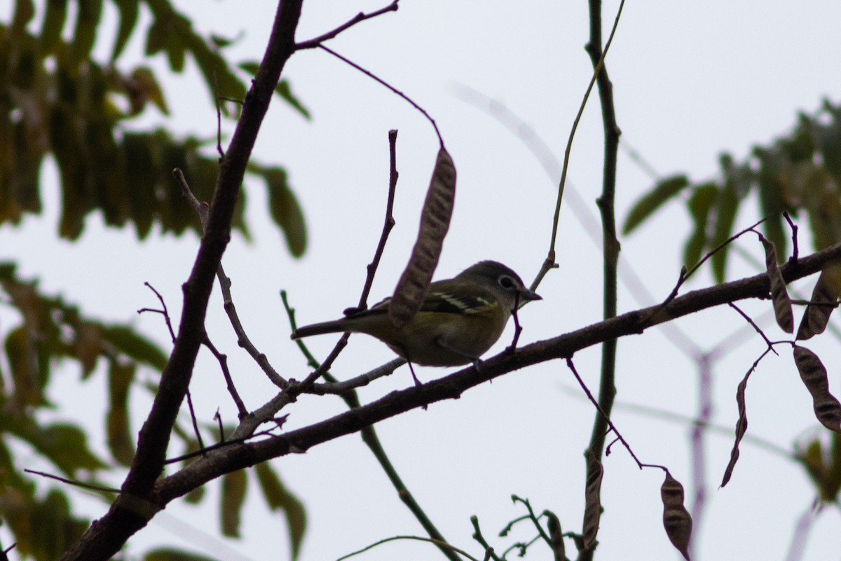 Blue-headed Vireo - ML644654149