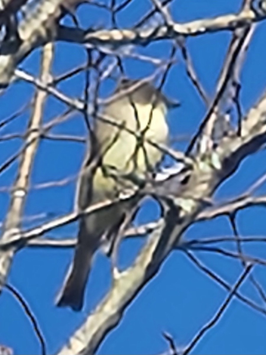 Eastern Phoebe - ML644654157