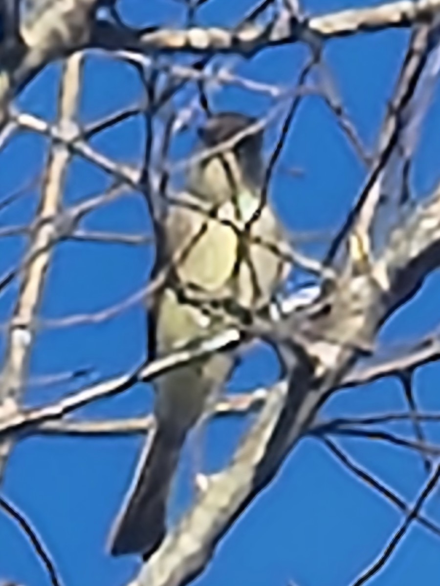 Eastern Phoebe - ML644654159