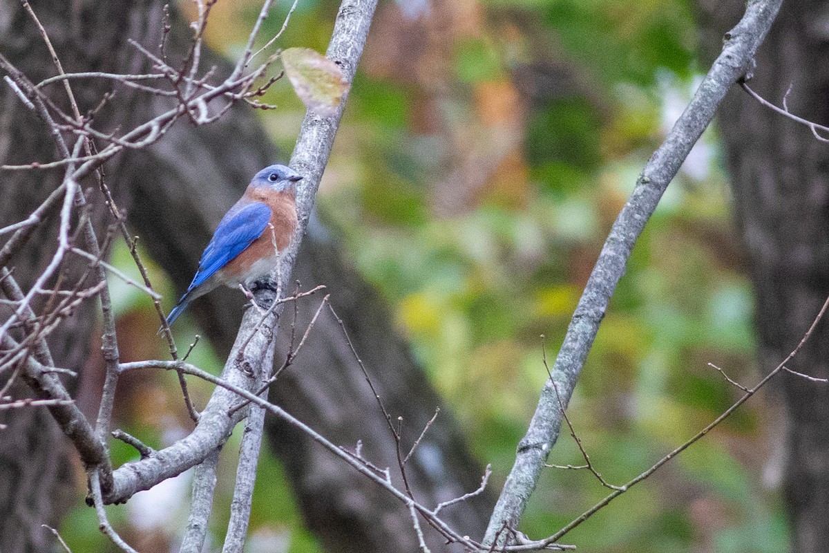 Eastern Bluebird - ML644654161