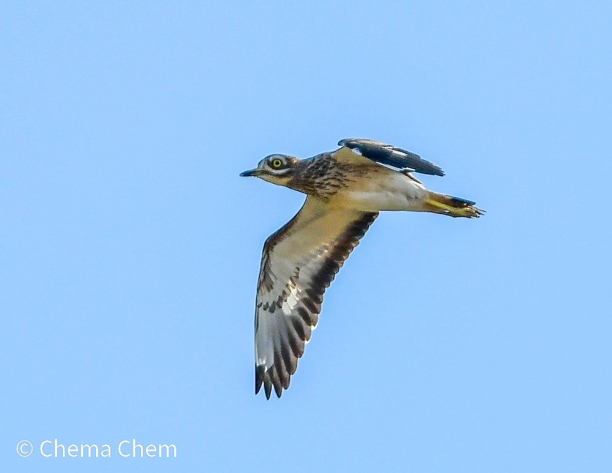 Eurasian Thick-knee - ML644654163