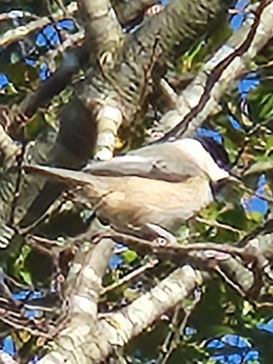 Carolina Chickadee - ML644654169