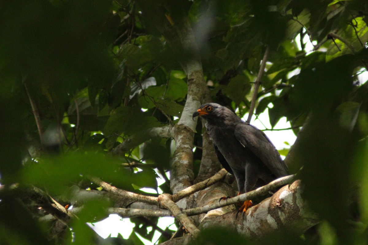 Шуліка-слимакоїд жовтоокий - ML644654170