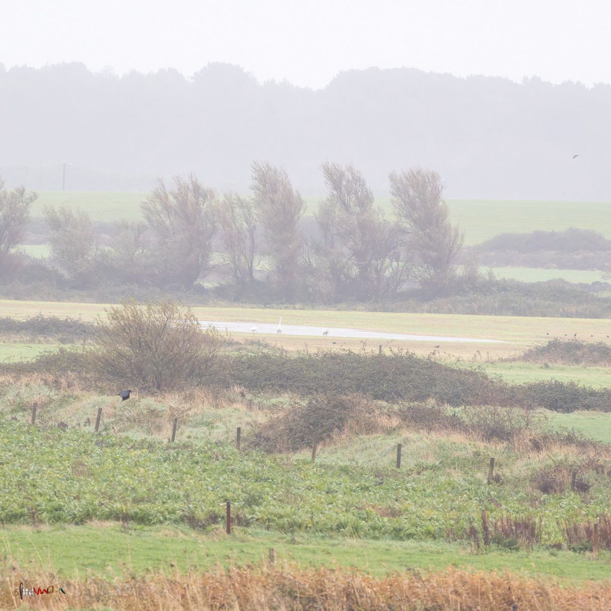 ברבור שר - ML644654187