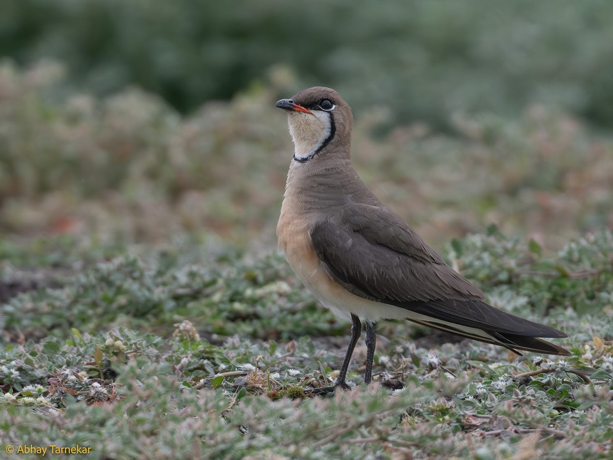 Ухаа хөгт - ML644654188