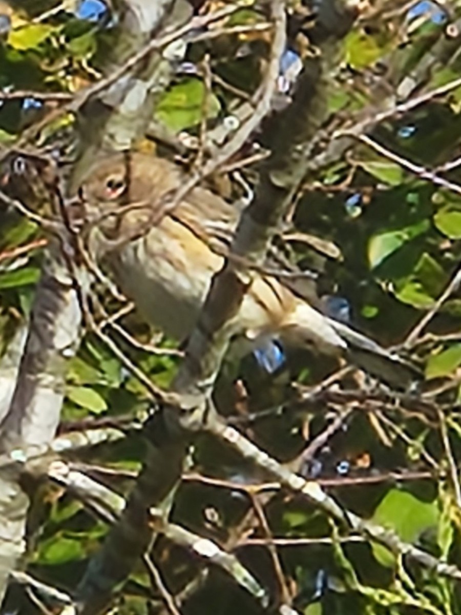 Yellow-rumped Warbler - ML644654196