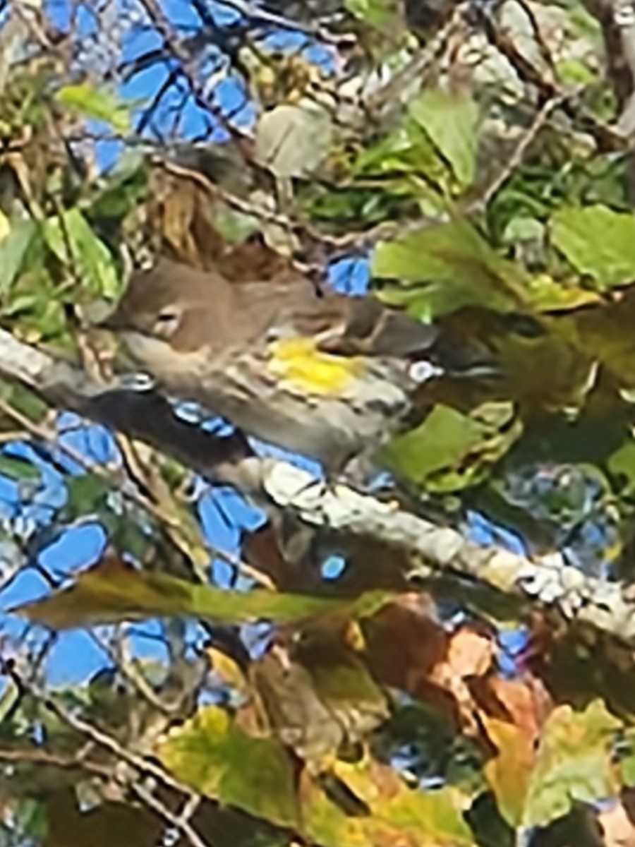 Yellow-rumped Warbler - ML644654197