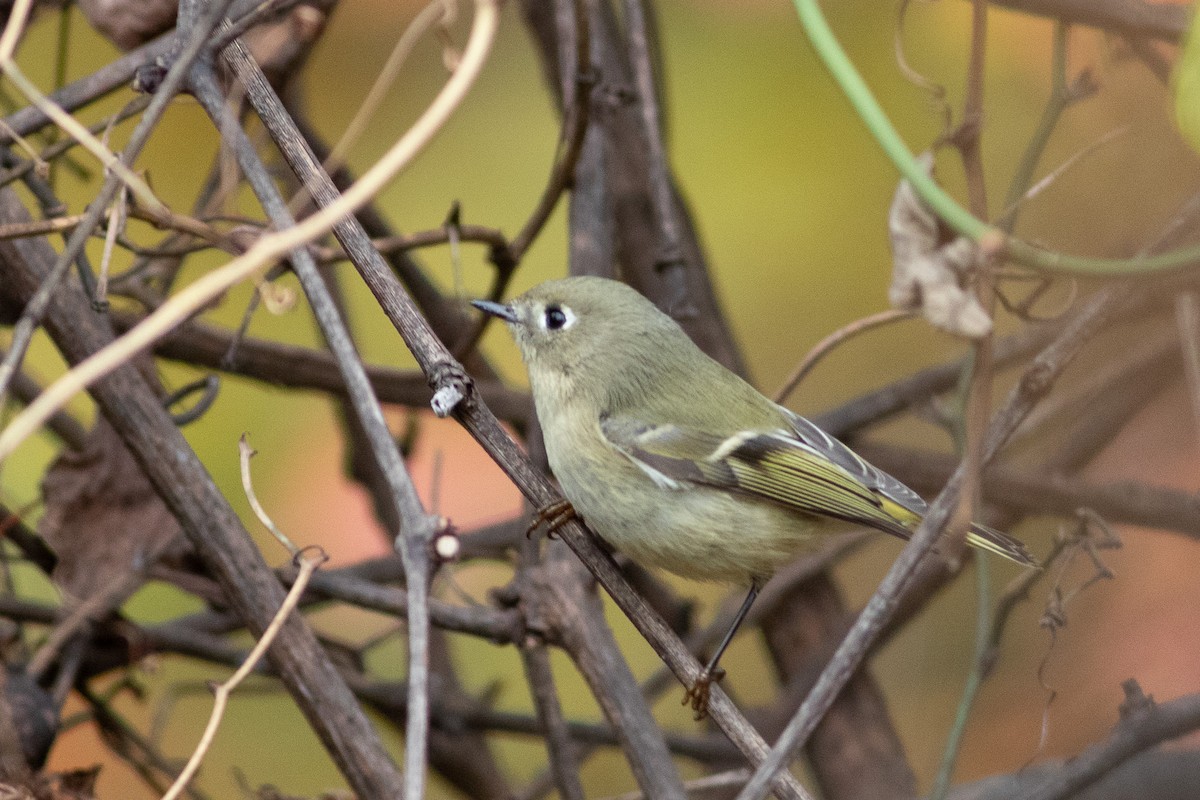 Rubingoldhähnchen - ML644654201