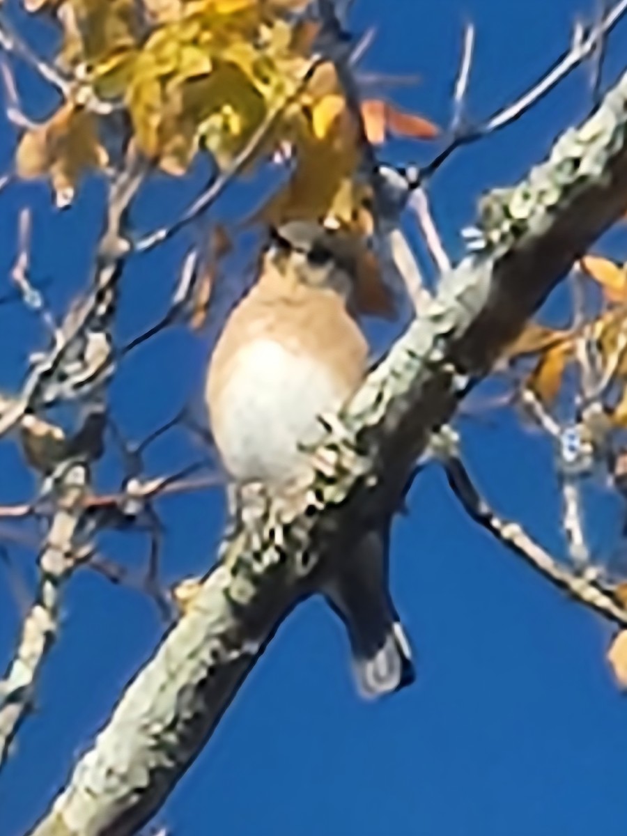 Eastern Bluebird - ML644654202