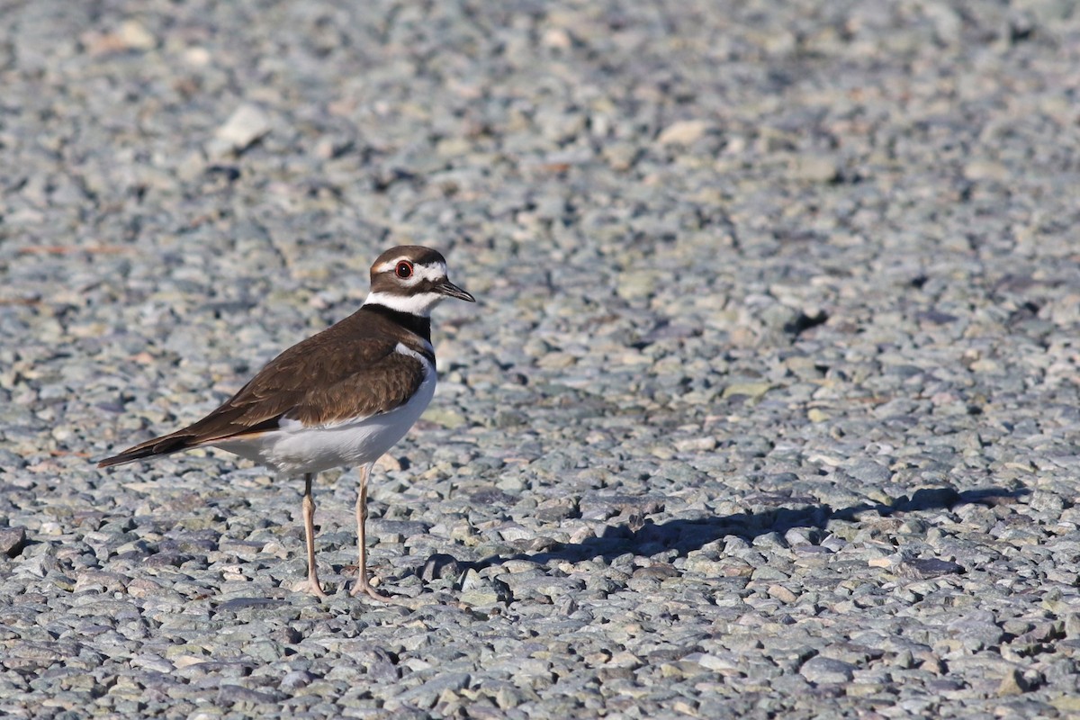Killdeer - ML644654204
