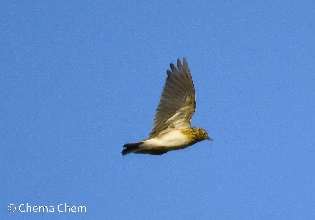 Eurasian Skylark - ML644654206