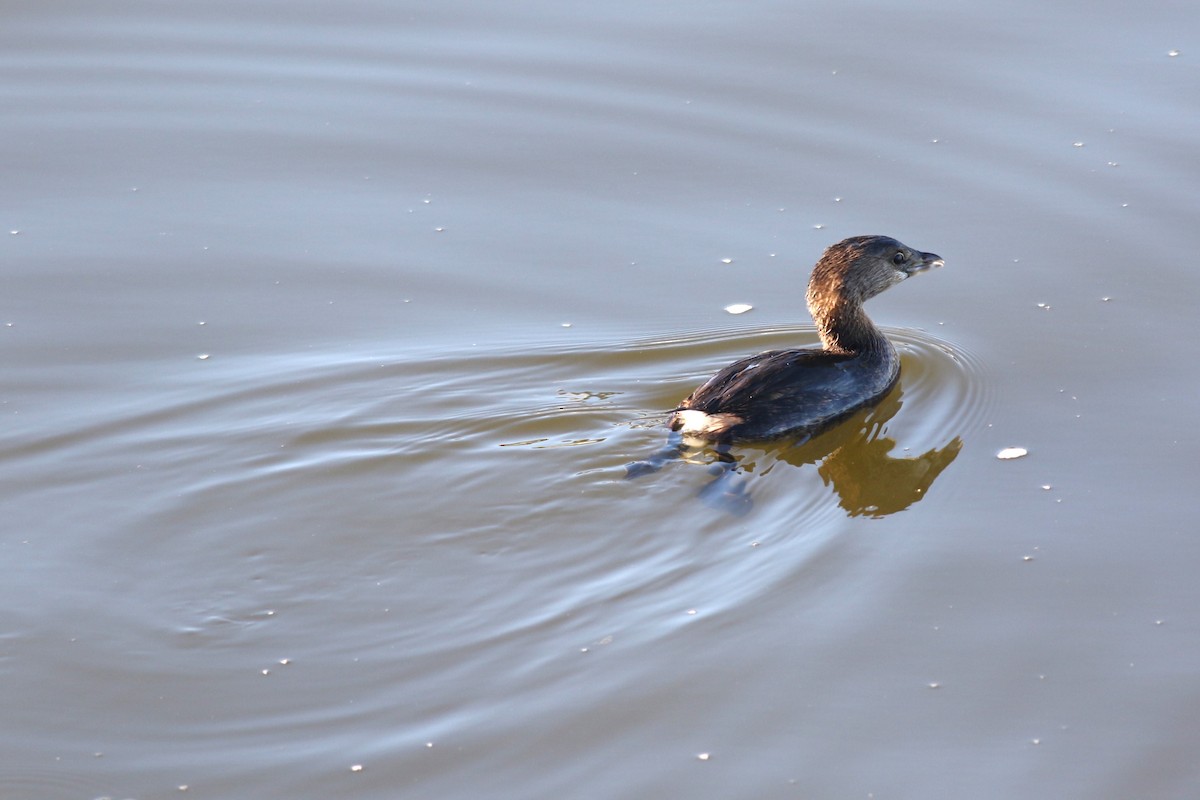 Pied-billed Grebe - ML644654216