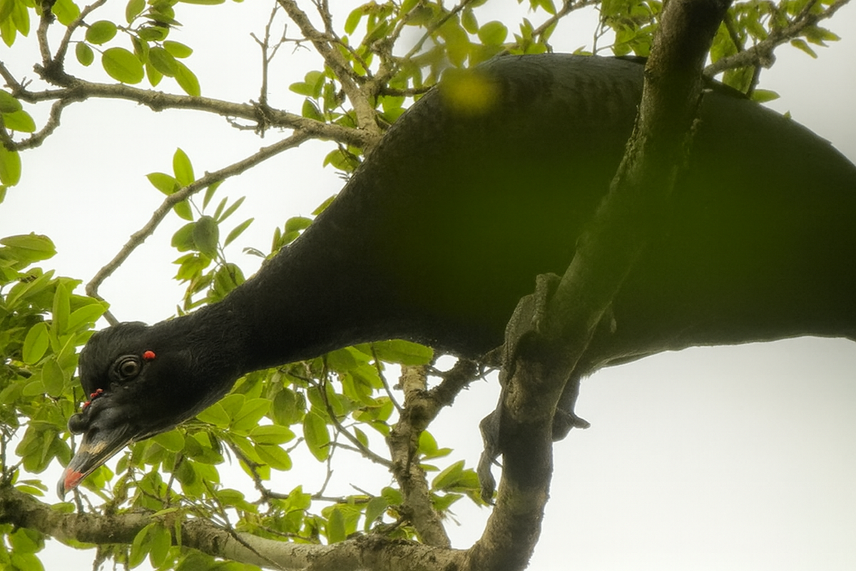 ノバリケン - ML644654218