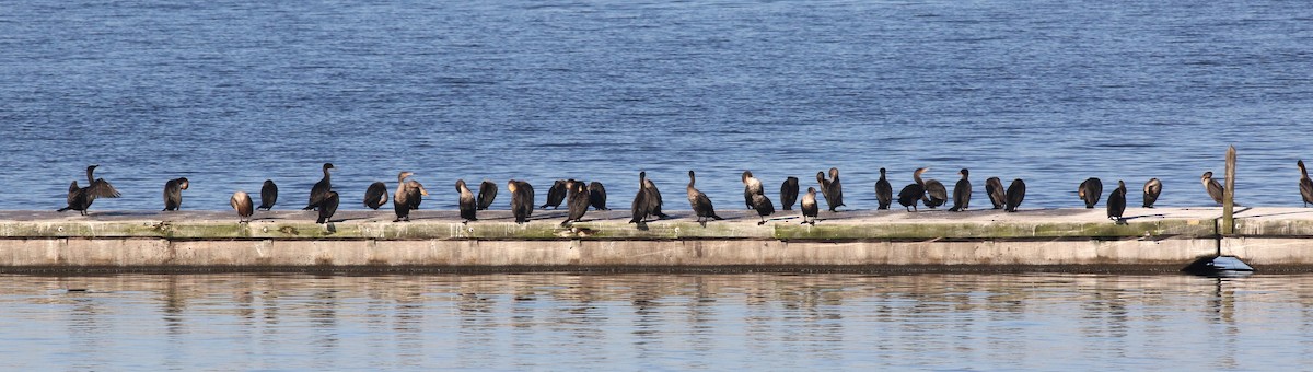 Cormoran à aigrettes - ML644654237
