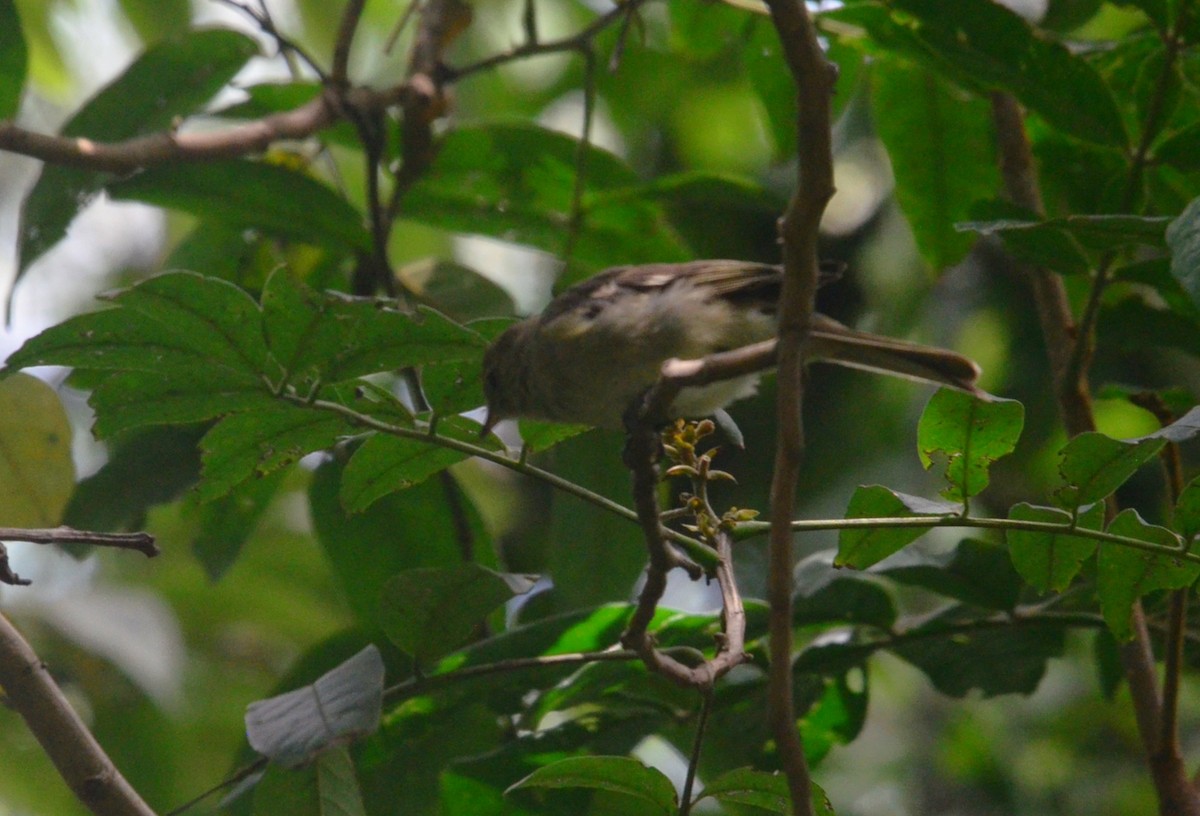 elaenia sp. (genus Elaenia) - ML644654241