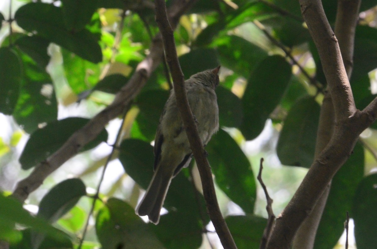 elaenia sp. (genus Elaenia) - ML644654242