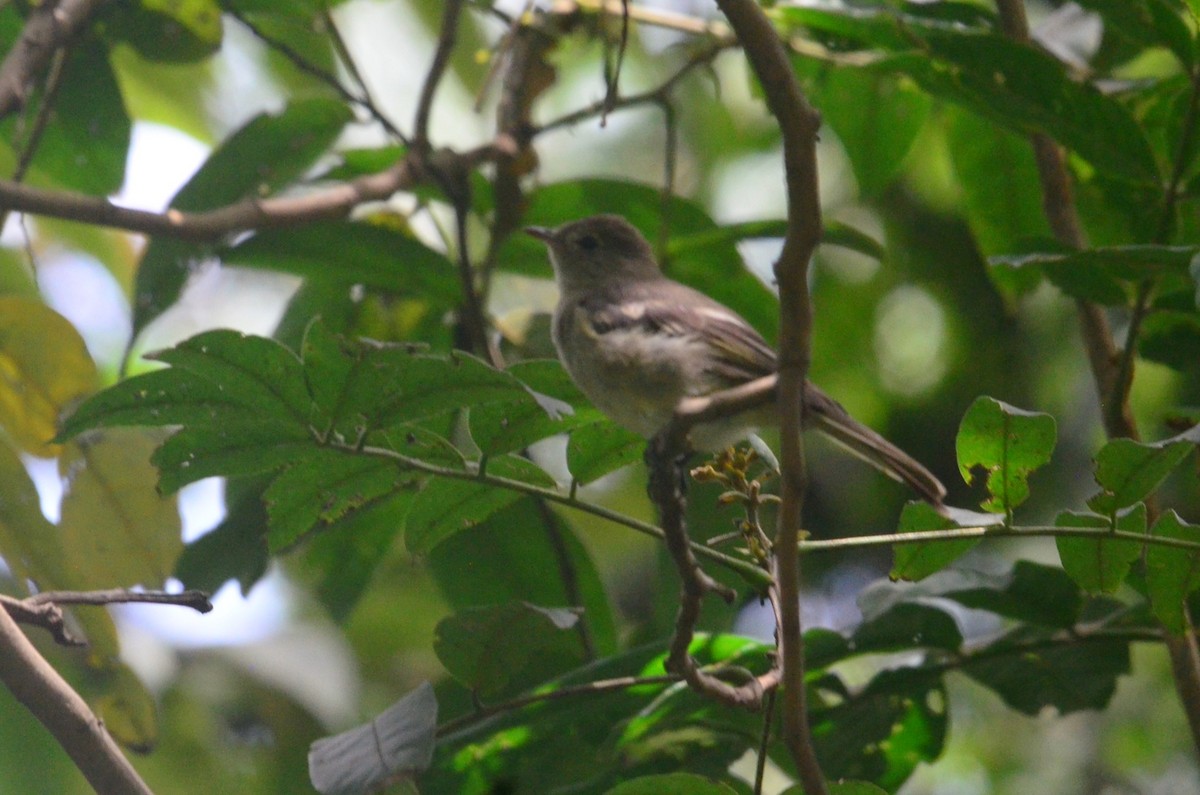 elaenia sp. (genus Elaenia) - ML644654243