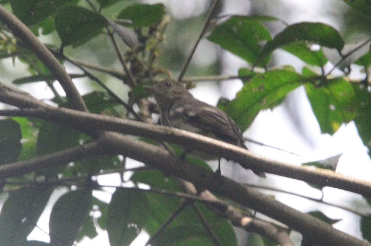 elaenia sp. (genus Elaenia) - ML644654244