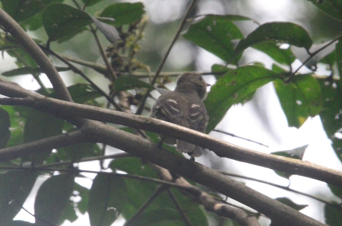 elaenia sp. (genus Elaenia) - ML644654245