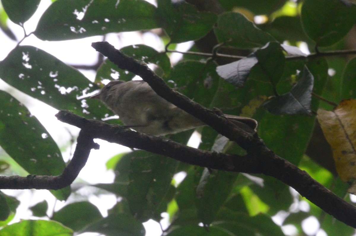 elaenia sp. (genus Elaenia) - ML644654246