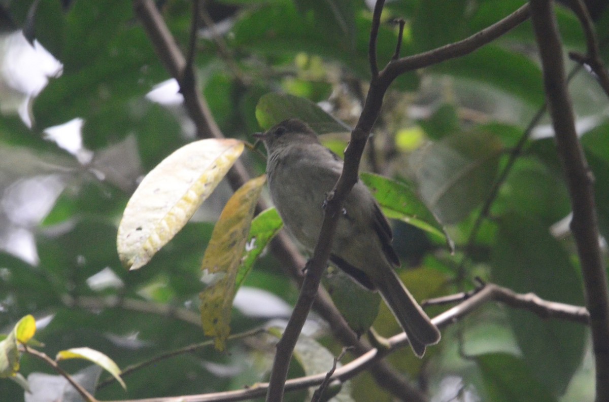 elaenia sp. (genus Elaenia) - ML644654247