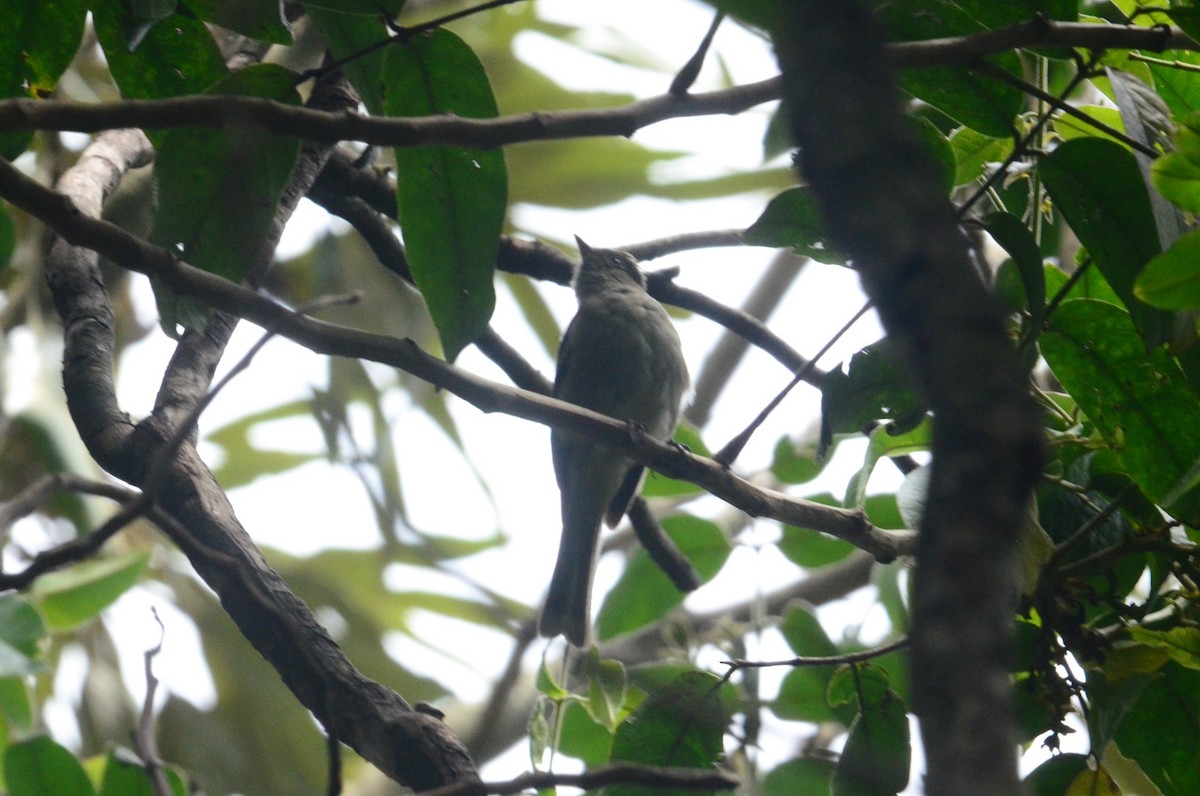 elaenia sp. (genus Elaenia) - ML644654248