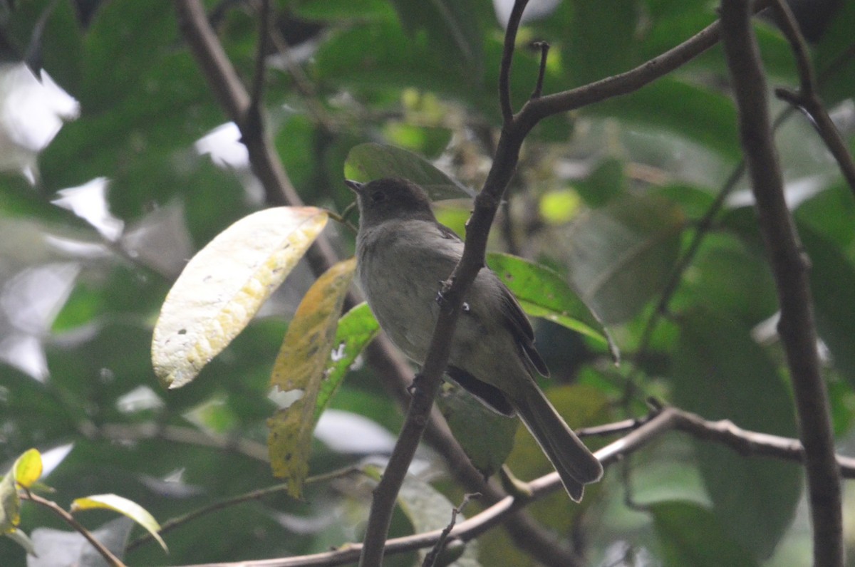 elaenia sp. (genus Elaenia) - ML644654249