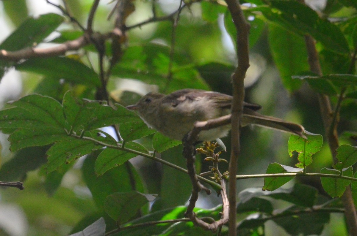 elaenia sp. (genus Elaenia) - ML644654250