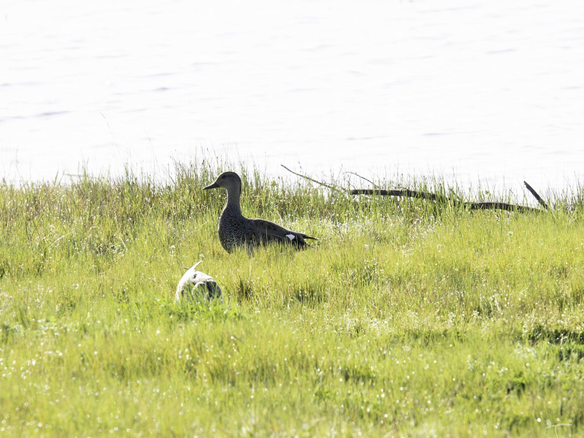 Gadwall - ML644654251