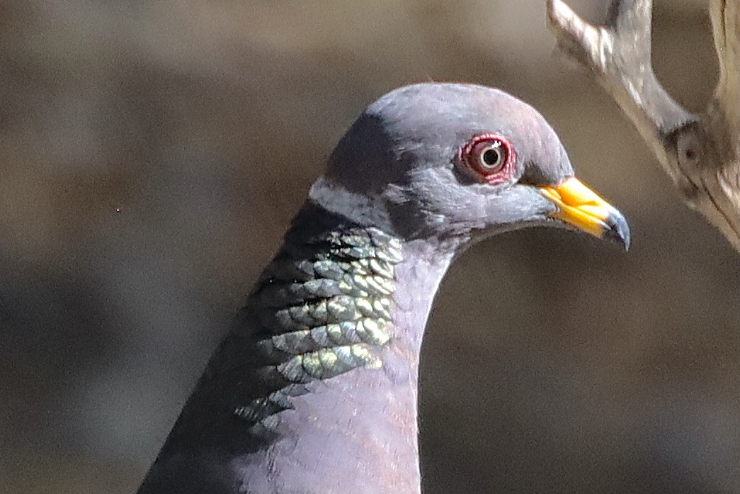 Band-tailed Pigeon - ML644654257