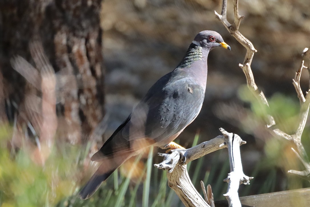 Band-tailed Pigeon - ML644654258
