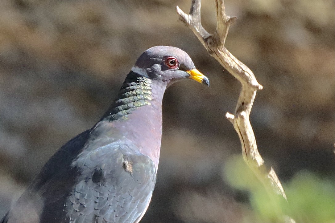 Band-tailed Pigeon - ML644654259