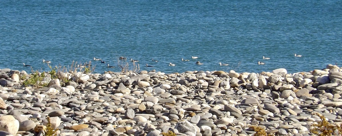 紅喉潛鳥 - ML644654260