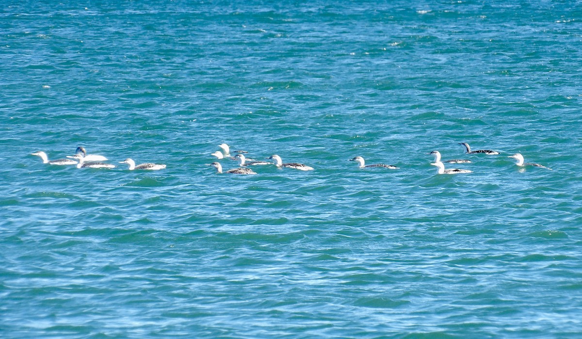 紅喉潛鳥 - ML644654262