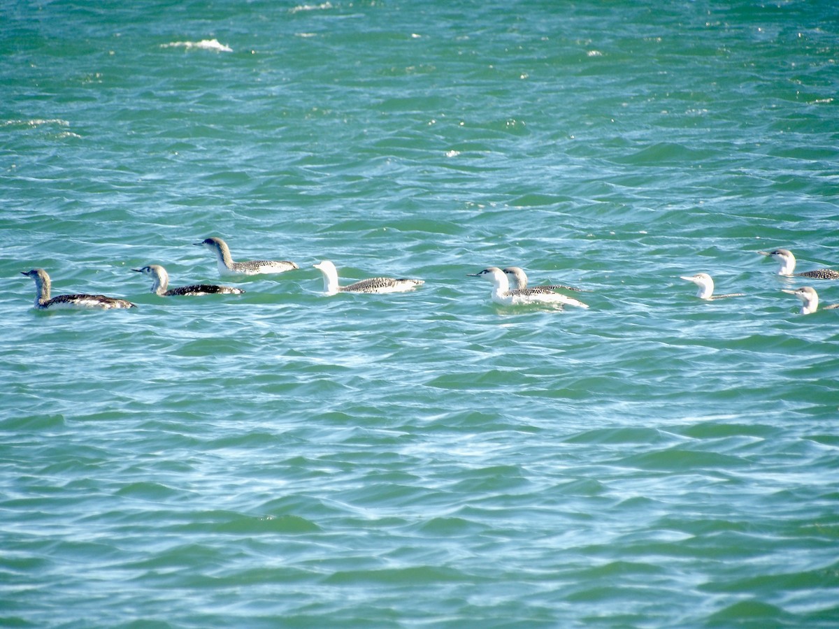 紅喉潛鳥 - ML644654263