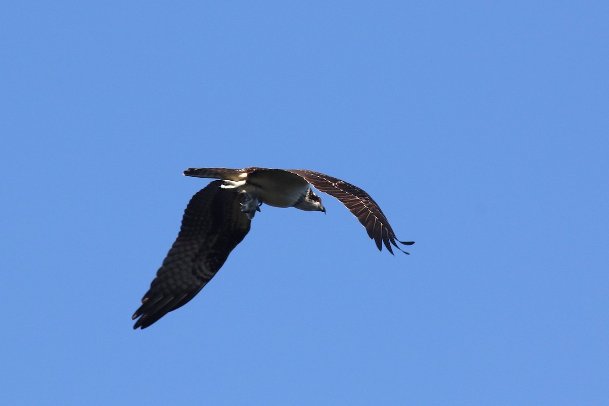 Osprey - ML644654265