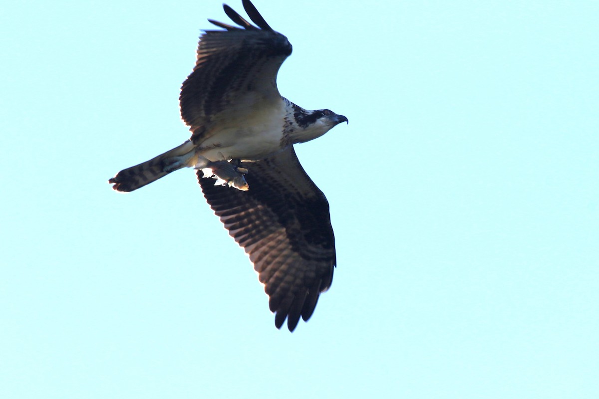 Osprey - ML644654266