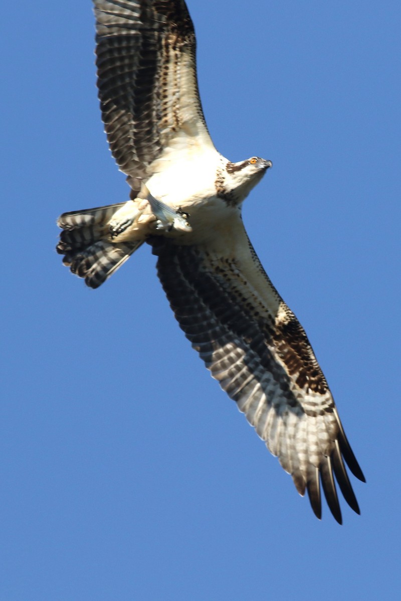 Osprey - ML644654267